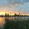 Summer Evening Swimming in the Old Danube